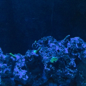 Grainy Reef