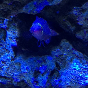 Yellow Banded Possum Wrasse