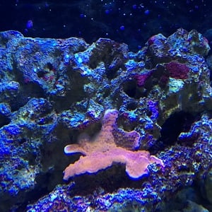 Red Monitpora Cap