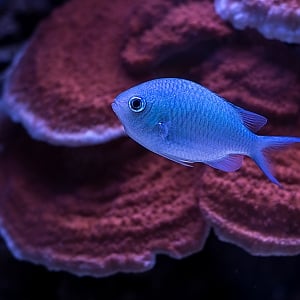 Black Axil Chromis