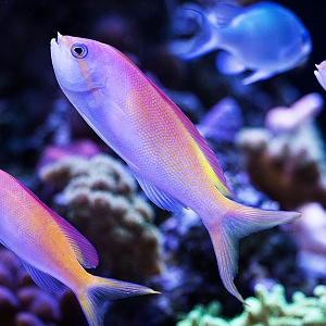 Carberryi Anthias