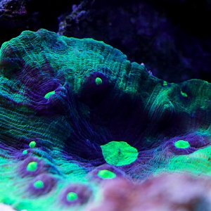 Chalice Coral 3