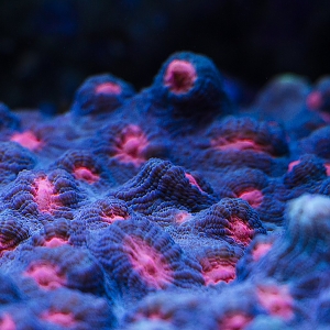 Chalice Coral