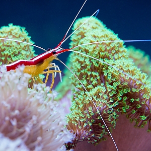 Cleaner Shrimp