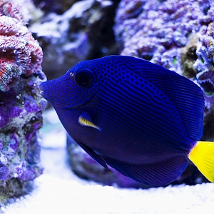 Purple Tang