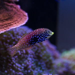 Blue Star Leapord Wrasse