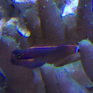 Tailspot Blenny