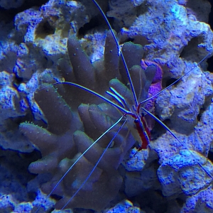 Cleaner shrimp