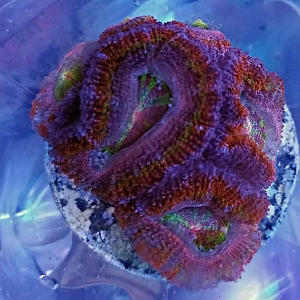 Reef Pets Rainbow Acan