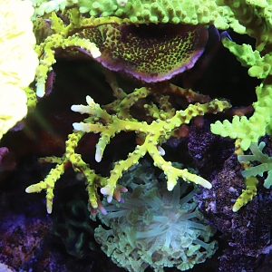 Anacropora, green tort, and spongodes jumble