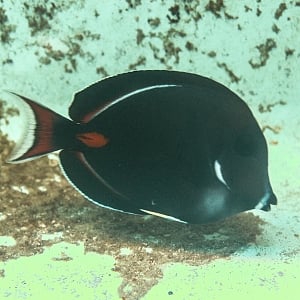 Achilles Tang