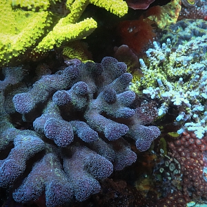 Purple stylopora and his "friend"