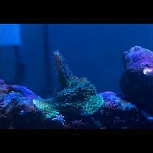 Tank video update 10-10-17