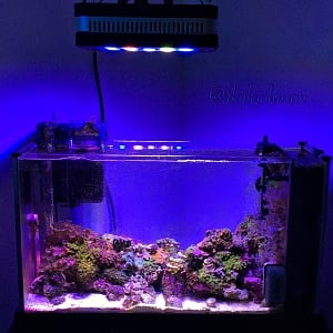 Zoa Garden (3years growth)