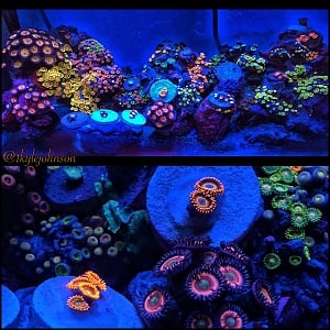 Zoas and Palys