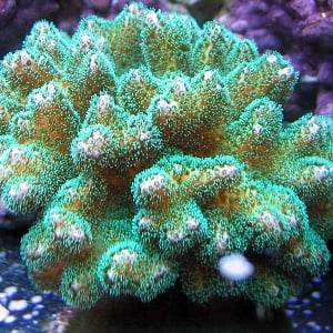 Greenpocillopora