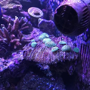 New coral plate