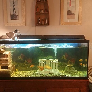 Turtle Tank