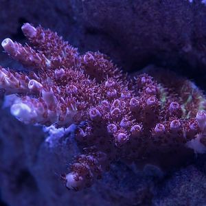 Acropora Hyacinthus