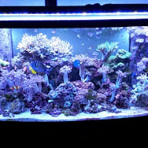 Fish tank