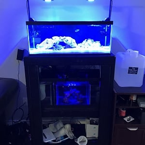 20 gal long