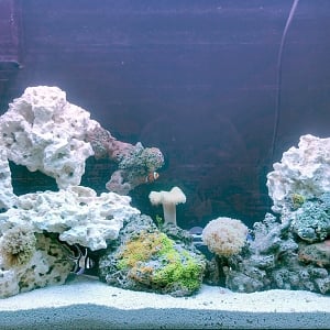 44 Gallon High