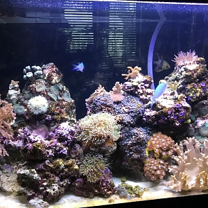 Tank shot Dec 2017