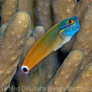 Tailspot-Coralblenny-Ecsenius-stigmatura