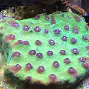 Comp Frag Cherry Corals