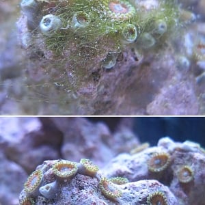 Zoa's (1/8" diameter) after H202 treatment.