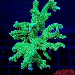 Montipora sp.