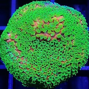 Montipora sp.