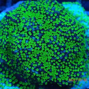 Montipora sp.