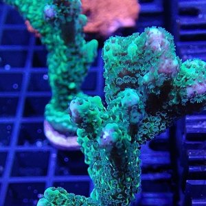 Montipora sp.