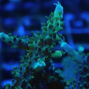 Acropora sp.