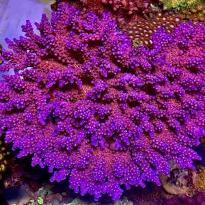 Acropora donei