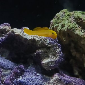 Yellow Clown Goby