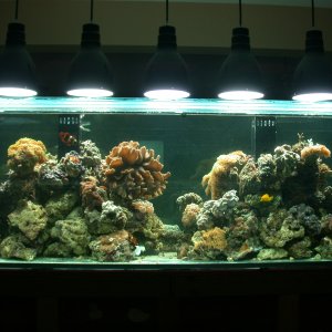 More lights added - Corals adjusting to the move