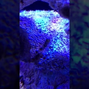 Black Rayed Goby and Pistol Shrimp