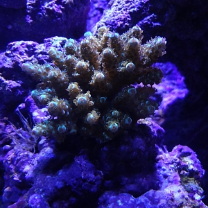 Nice shot of Sarmentosa Acropora Colony