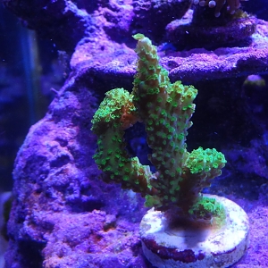 Green Slimer Acropora (L) Frag