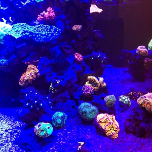 Misc. Corals 7