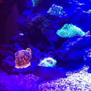 Toadstool, Acan, Favites 1