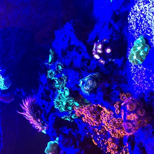 Zoas 1