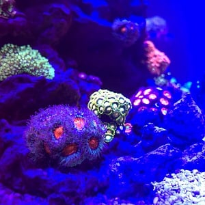 Zoas Acans 1