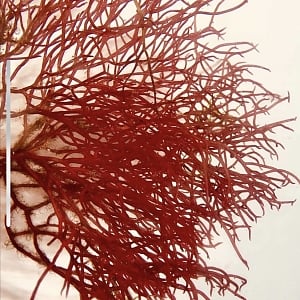 RedAlgae