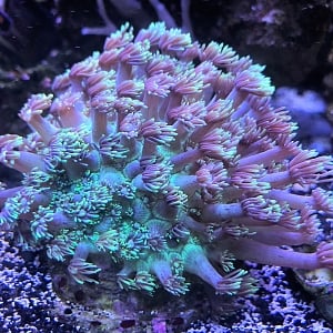 Green Gonipora