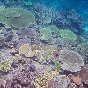 TableCoral-Acropora