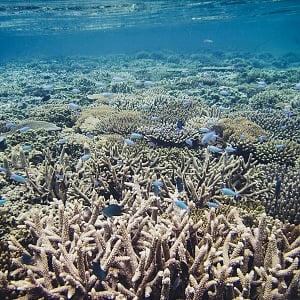 Staghorn-Acropora