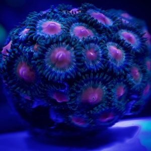 Unknown Zoa